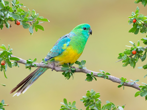 Coloured, Red-rumped Parrot, branch, parrot