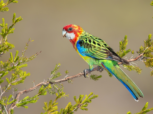 Twigs, parrot, Rosella White-faced