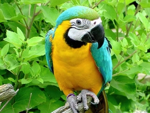 parrot, Meadow turquoise