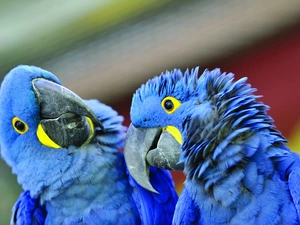 Parrots, Two, Blue