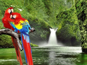 Parrots, waterfall, branch