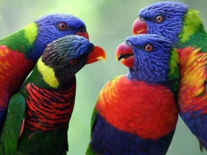 Parrots, four, color