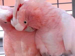 Parrots, Two, Delightful