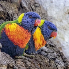 lorikeets Mountain, Two, Parrots