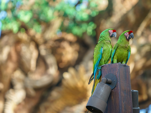 birds, Parrots, Military Macaw, Two