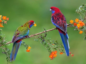 twig, Parrots, Rosella Kings, Flowers