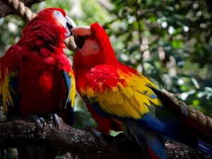 Two, ara, branch, Parrots