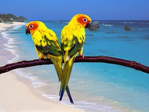 Two, stick, sea, Parrots