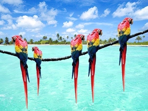 Parrots, water