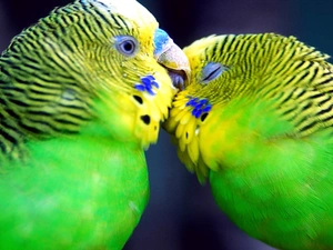Parrots, Wavy