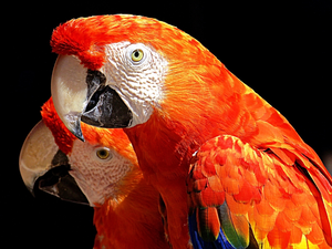 Parrots