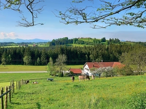 pasture, Cows, fence