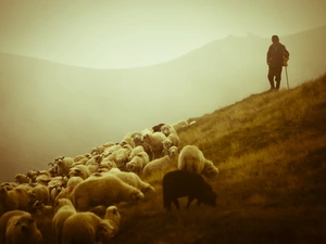 Meadow, pasture, shepherd, Mountain, Sheep