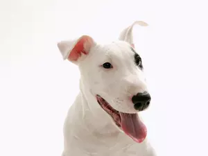 Tounge, patch, Bulterier, Head, White