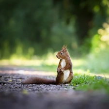 ligh, Bird, flash, Path, squirrel, sun, luminosity