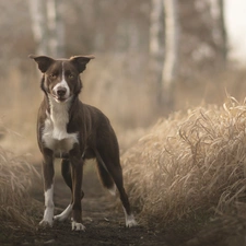 dog, Path, grass, Border Collie