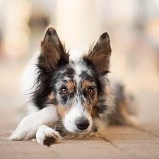 dog, muzzle, Pavement, Border Collie