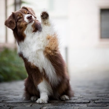 dog, Australian Shepherd, Pavement, Brown and white