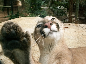 paw, cougar