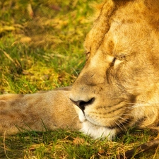 paw, sleepy, Lion