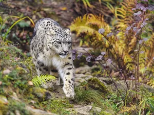 Plants, snow leopard, paw