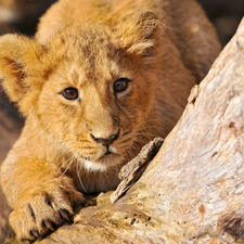 paw, lion, trees