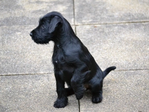 raised, paw, young, Black, dog