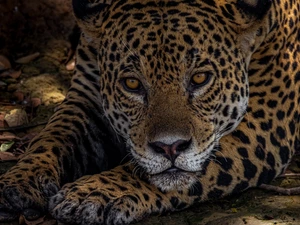 paws, Jaguar, Head