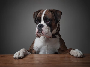 paws, boxer, Table