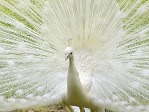peacock, Albinos