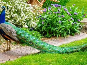 Beatyfull, Garden, Flowers, peacock