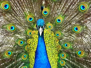 Bird, feather, tail, peacock