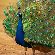 Bird, Outstretched, tail, peacock