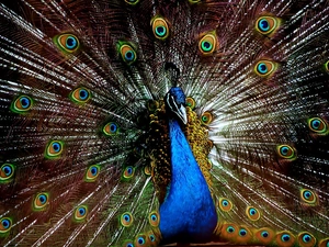 peacock, Bird, color