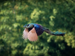 peacock, flying