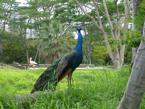 peacock, Garden