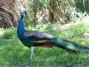 peacock, grass