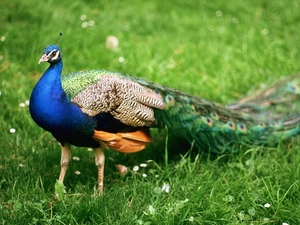 peacock, Meadow