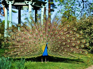 peacock, Park