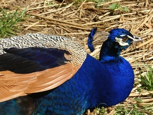 peacock, straw