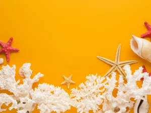 Shells, Pebble, Corals, starfish, White