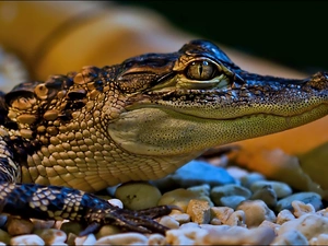 Pebble, young, Crocodile