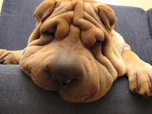 Shar Pei, dream, Sofa, muzzle