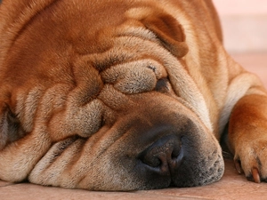 Pei, Beatyfull, Shar