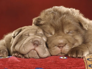 Shar Pei, Two cars, Sleeping