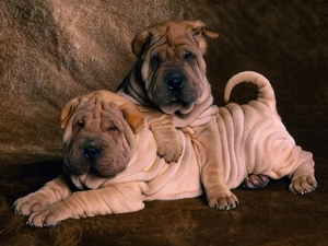 Shar Pei, Two cars, sweet