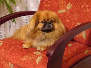 pekinese, Armchair