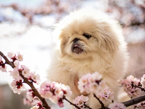 dog, Puppy, Twigs, pekinese