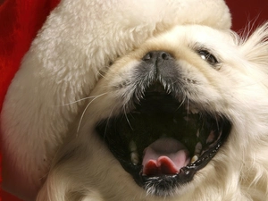 Nicholas, pekinese, dog, Hat, White