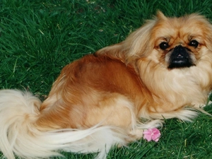 pekinese, grass